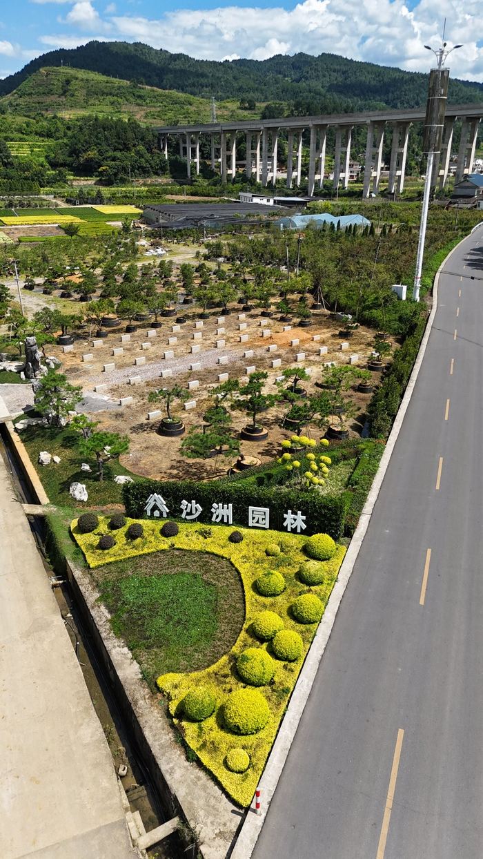 沙洲园林苗圃基地