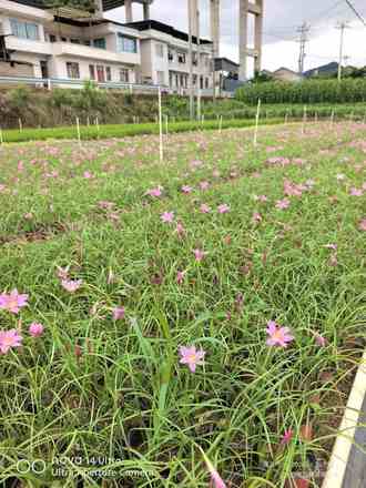 韭兰（风雨兰）双色杯