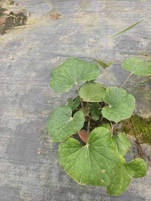 大叶无风草
