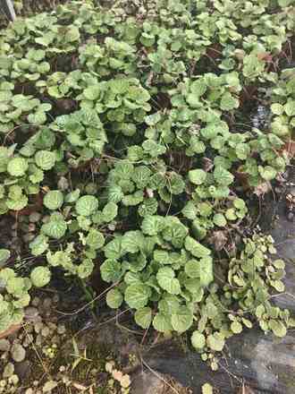 虎耳草