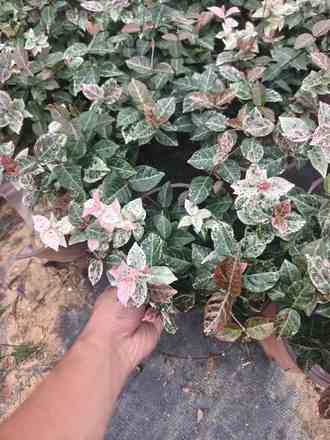 花叶络石