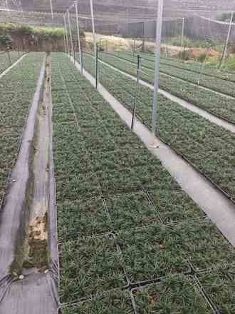 矮麦冬/玉龙草