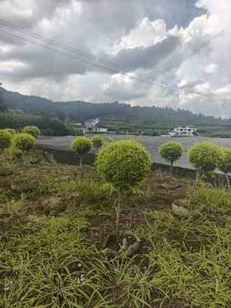 黄金香柳棒棒糖