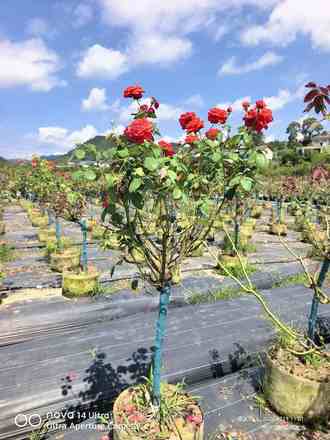月季棒棒糖大