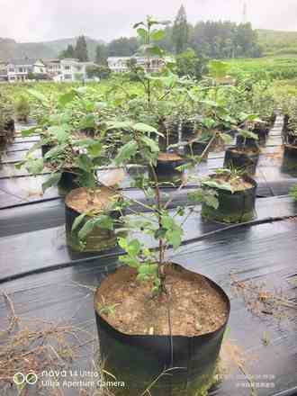 红蕾木绣球