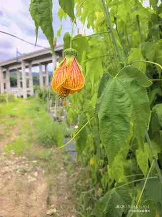 大灯笼花