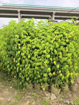 大灯笼花