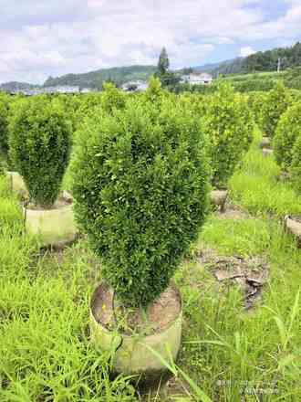 雀舌黄杨