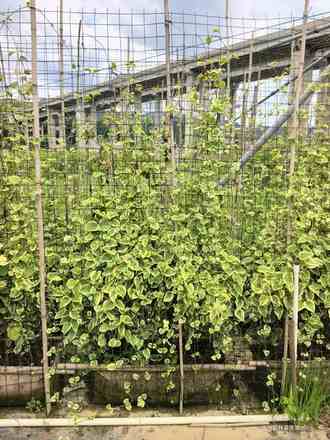 花叶蔓长春网片墙