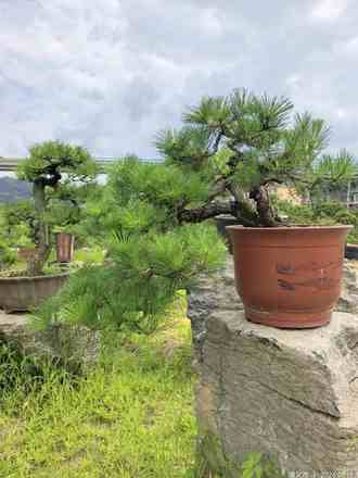 黑松 盆景